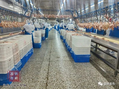 大成农牧鲜肉 从源头到餐桌的品质承诺